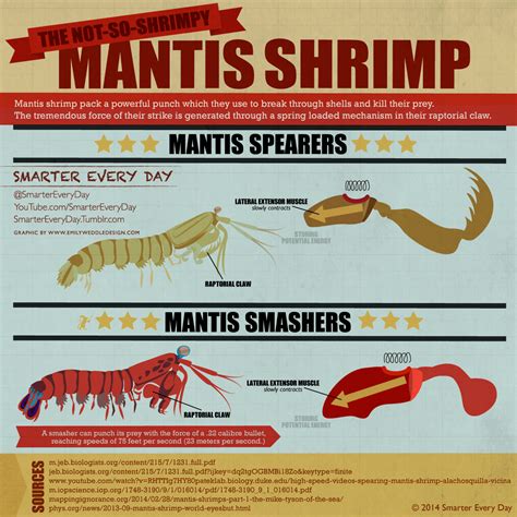 mantis shrimp vs eel